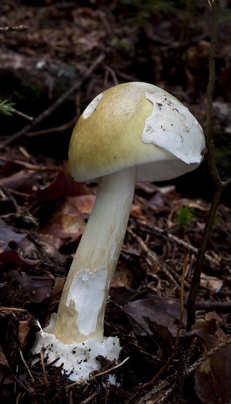 Amanita phalloides